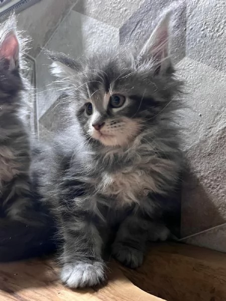 Meravigliosi cuccioli di Maine Coon  | Foto 6
