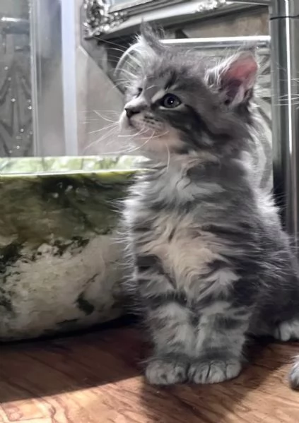 Cuccioli di Maine Coon linea americana  | Foto 5