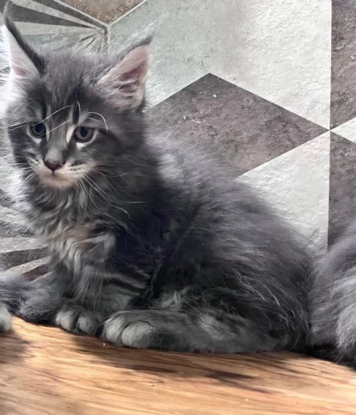 Cuccioli di Maine Coon linea americana  | Foto 3