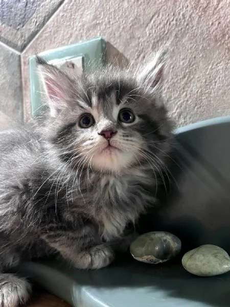 Cuccioli di Maine Coon linea americana  | Foto 1