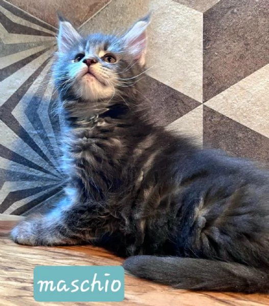 Cuccioli di Maine Coon linea americana  | Foto 0
