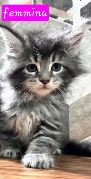 Cuccioli di Maine Coon linea americana 
