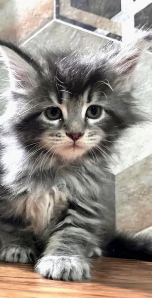Meravigliosa cucciola di Maine Coon blue silver tabby 