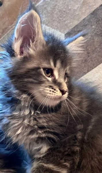 Cuccioli di Maine Coon linea estera | Foto 1