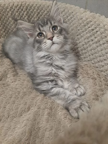 Cuccioli di Maine Coon TOP disponibili a Natale | Foto 2
