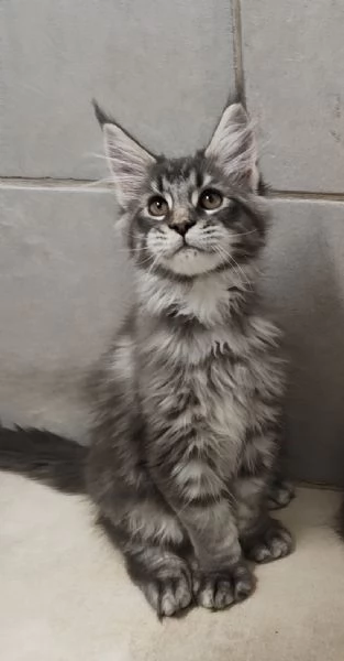 Cuccioli di Maine Coon TOP disponibili a Natale