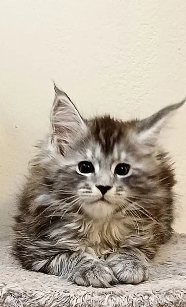 Cuccioli di Maine Coon Top linea estera | Foto 4