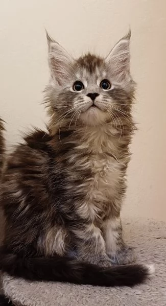 Cuccioli di Maine Coon Top linea estera | Foto 3