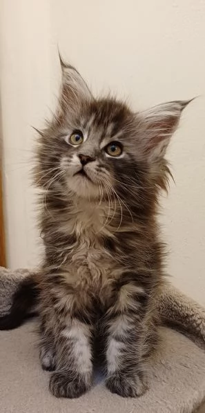 Cuccioli di Maine Coon Top linea estera | Foto 1