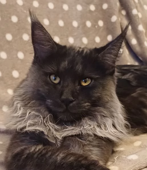 Cuccioli di Maine Coon Top linea estera | Foto 0