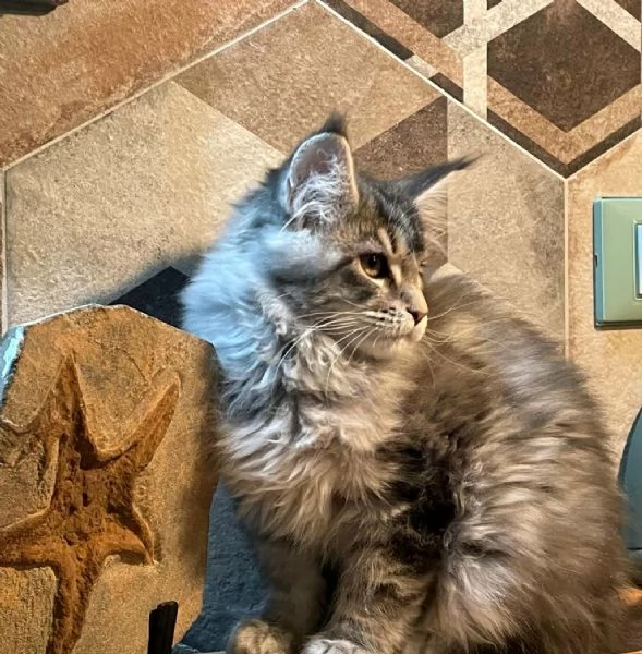 Cucciola di Maine Coon  | Foto 2