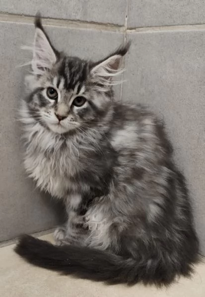 Cucciola di Maine Coon  | Foto 1