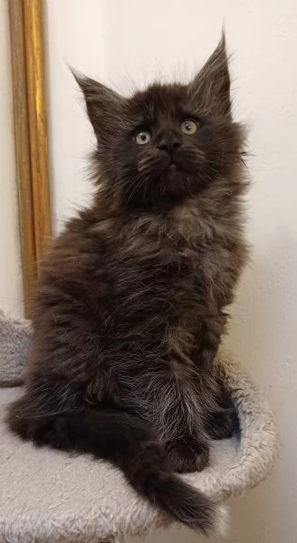 Cuccioli di Maine Coon  | Foto 0