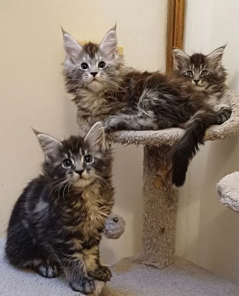 Cuccioli di Maine Coon linea estera 