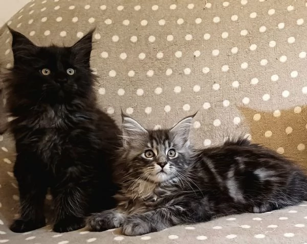Cuccioli di Maine Coon linea estera  | Foto 0