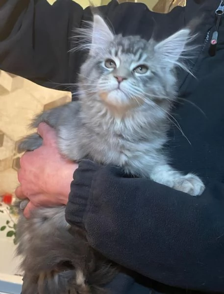 Cucciola di Maine Coon linea estera | Foto 3