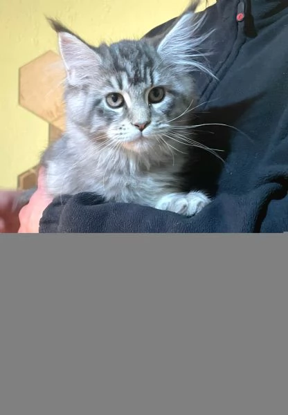 Cucciola di Maine Coon linea estera | Foto 2