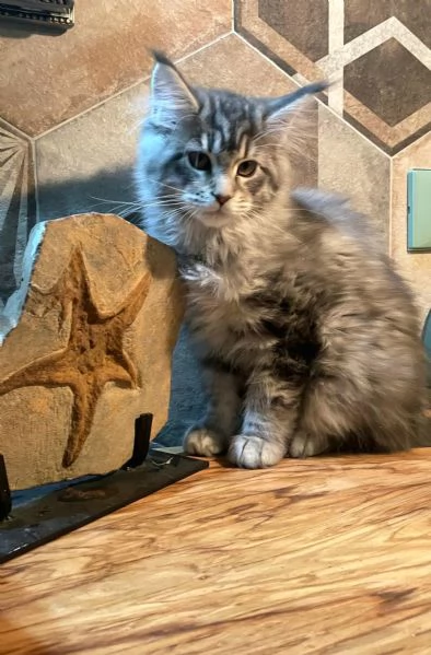 Cucciola di Maine Coon linea estera