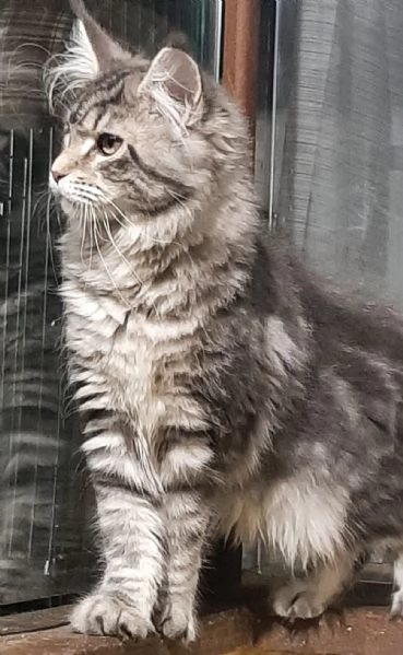 Cucciola di Maine Coon blue silver tabby  | Foto 2