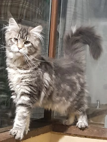 Cucciola di Maine Coon blue silver tabby 