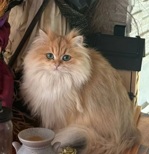 Cuccioli British con pedigree 