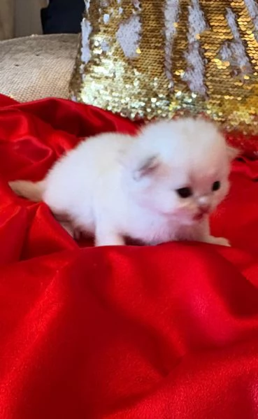 Cuccioli British con pedigree  | Foto 6