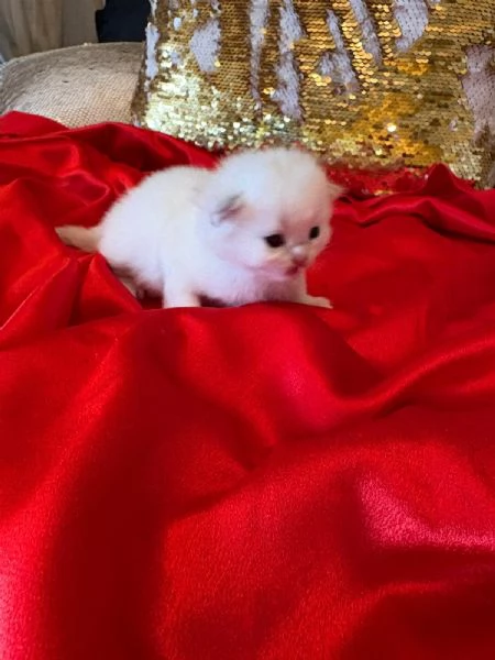 Cuccioli British con pedigree  | Foto 5