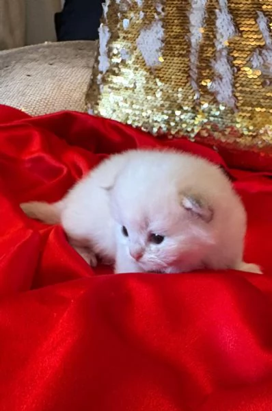 Cuccioli British con pedigree  | Foto 4