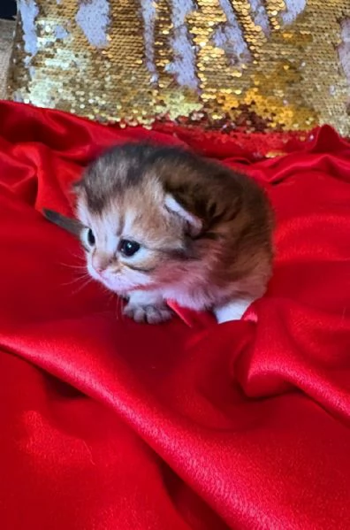 Cuccioli British con pedigree  | Foto 4