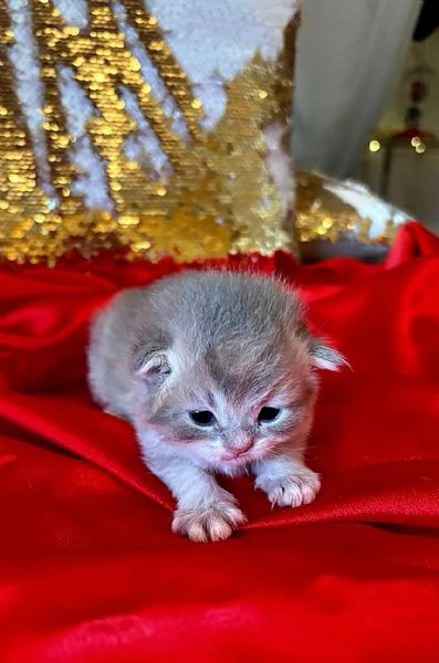 Cuccioli British con pedigree  | Foto 3