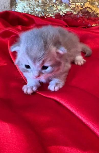 Cuccioli British con pedigree  | Foto 2