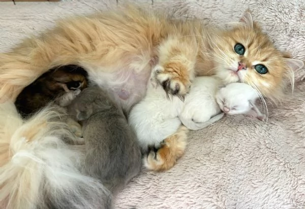 Cuccioli British con pedigree  | Foto 1