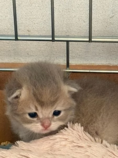 Cuccioli British con pedigree  | Foto 0