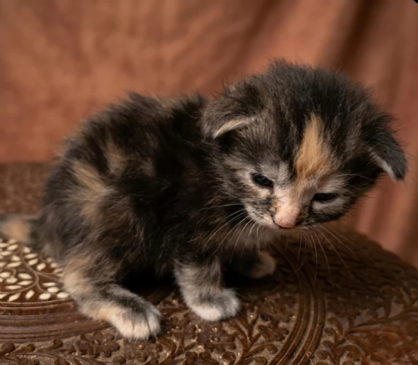 Cuccioli di Maine Coon linea russa | Foto 5