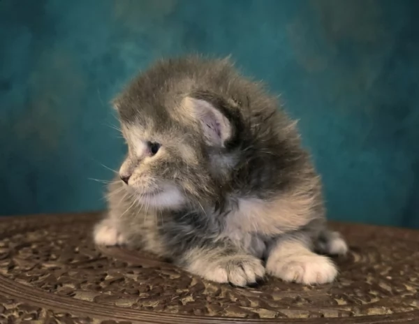 Cuccioli di Maine Coon linea russa | Foto 4