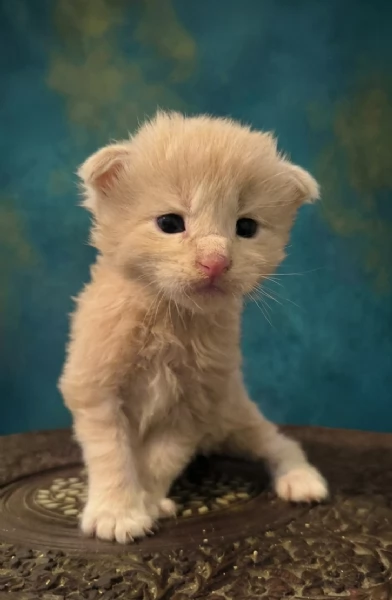 Cuccioli di Maine Coon linea russa | Foto 3