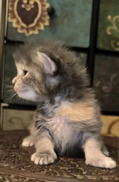 Cuccioli di Maine Coon linea russa  | Foto 2