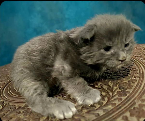 Cuccioli di Maine Coon linea russa | Foto 2