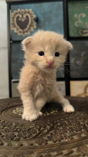 Cuccioli di Maine Coon linea russa  | Foto 1