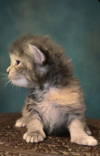 Cuccioli di Maine Coon linea russa | Foto 1