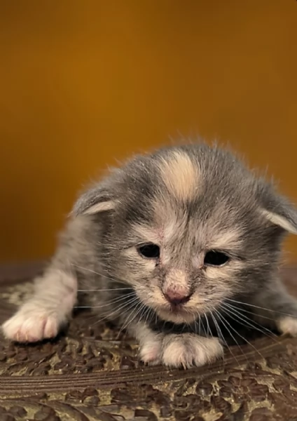 Cuccioli di Maine Coon linea russa | Foto 0