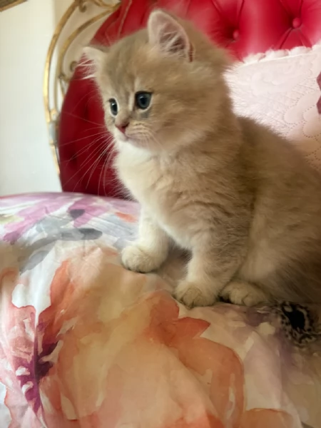 Cuccioli di British TOP con pedigree  | Foto 5
