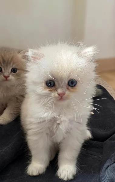 Cuccioli di British TOP con pedigree  | Foto 2