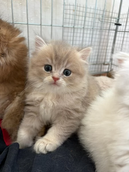 Cuccioli di British TOP con pedigree  | Foto 0