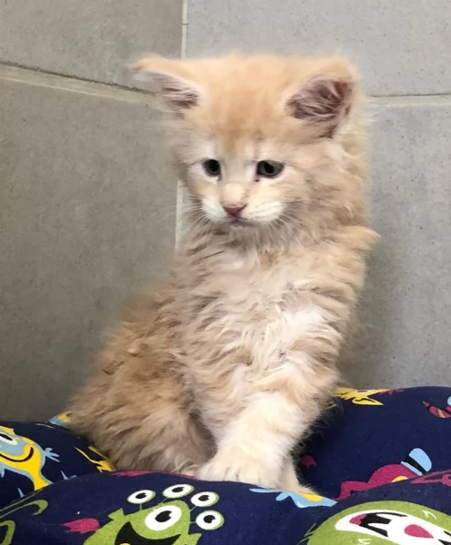Cuccioli di Maine Coon taglia xxl  | Foto 3