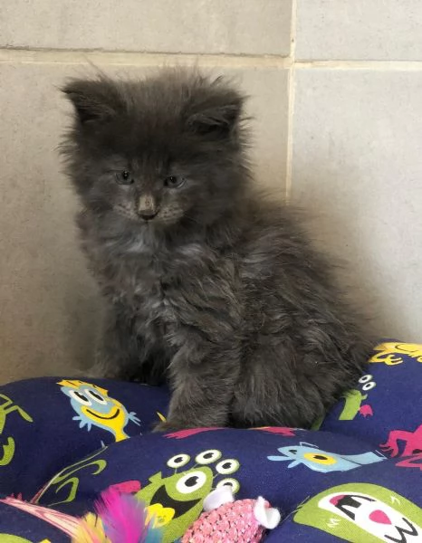 Cuccioli di Maine Coon taglia xxl  | Foto 1
