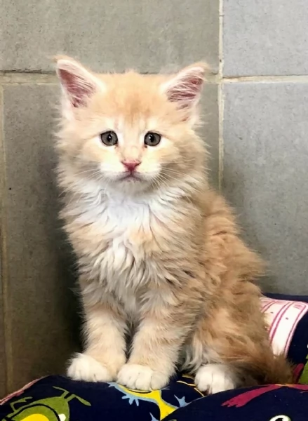 Cuccioli di Maine Coon taglia xxl  | Foto 0