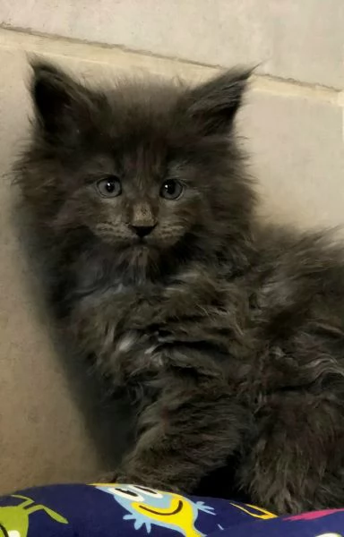 Cuccioli di Maine Coon taglia xxl 