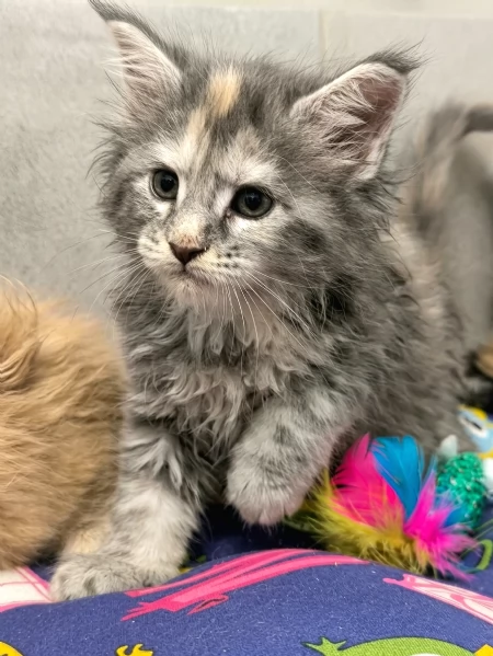 Cucciole di Maine Coon linea russa  | Foto 6
