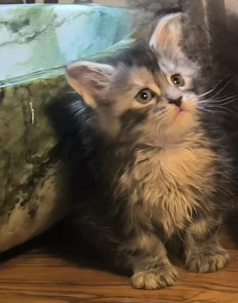 Cucciole di Maine Coon linea russa  | Foto 5